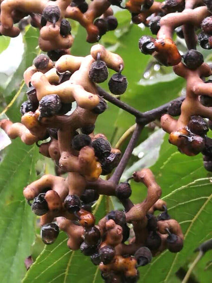 Japanese Raisin Tree (Hovenia Dulcis) Edible Fruit Oriental Honey Flowers Seeds