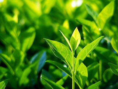 Tea Plant  Herb Seeds (Camellia Sinensis)