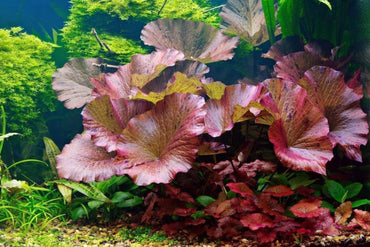 Tiger Lotus Seeds – Striped Petals Aquatic Flower for Vibrant Garden Ponds