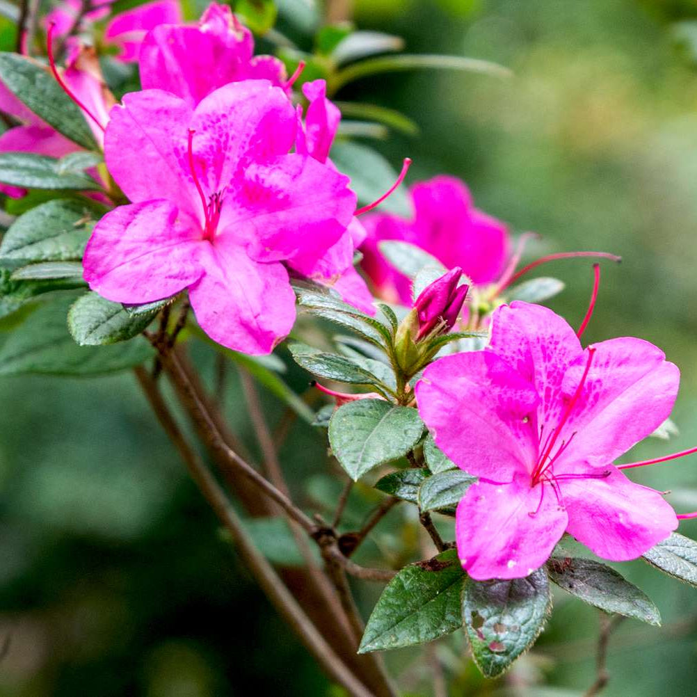 Azalea Seeds for Planting Pink Flowers