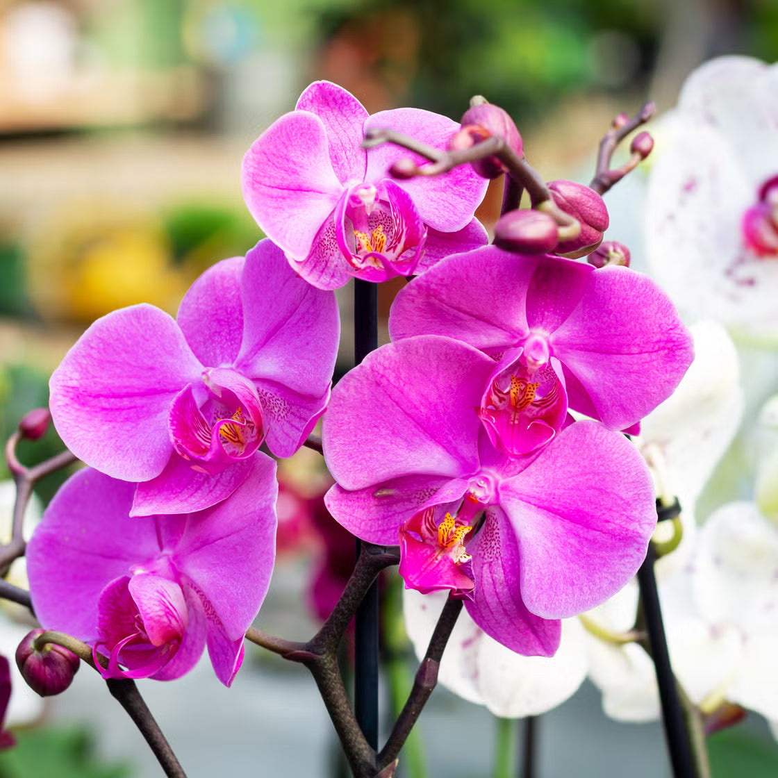 Orchid Flower seeds for Planting Fragrant Blossoms Heirloom & GMO Free Seeds for Home Garden