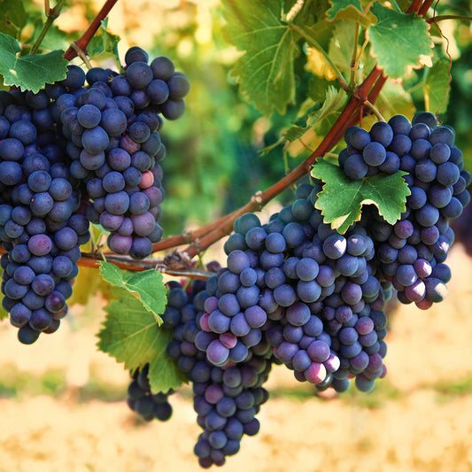 Wine Grape Fruit Seeds