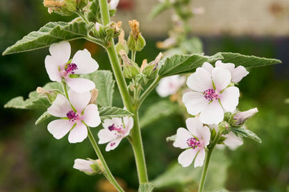 Marsh Mallow Herb Seeds