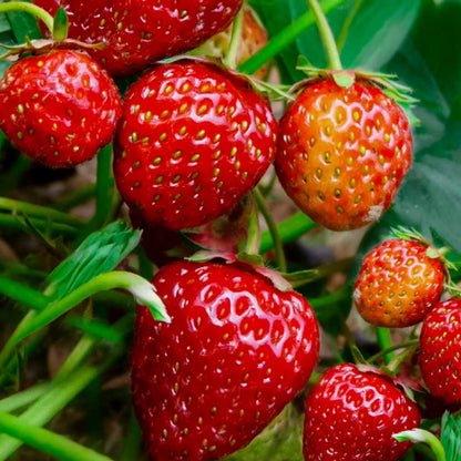 Fresh Climbing Strawberry Fruit Seeds