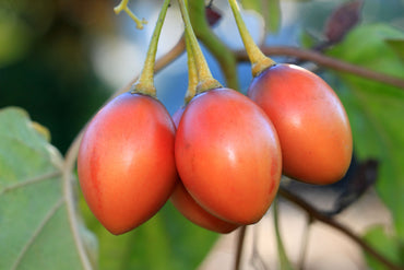 Graines de Solanum Betaceum (Tomate-arbre, Tamarillo)