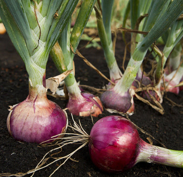 Red Onion Vegetable Seeds for Planting – Heirloom, Non-GMO, Easy to Grow, Sweet Variety