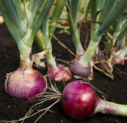 Red Onion vegetable Flower Seeds