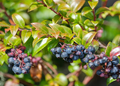 California Evergreen Huckleberry (Vaccinium Ovatum) Fruit Shrub Seeds