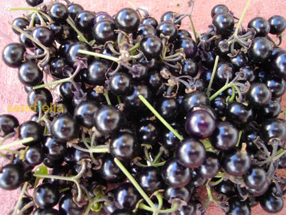 Huckleberry Planting Seeds For Growing Fruit Sweet And Tangy Berries At Home heirloom non-gmo organic garden seeds