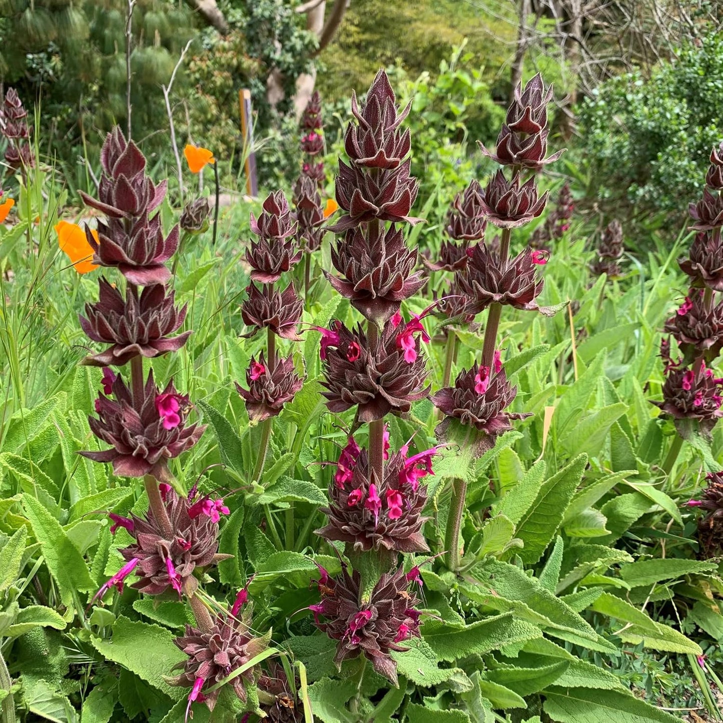 California Hummingbird Sage (Salvia spathacea) Magenta Red Flower Herb Seeds