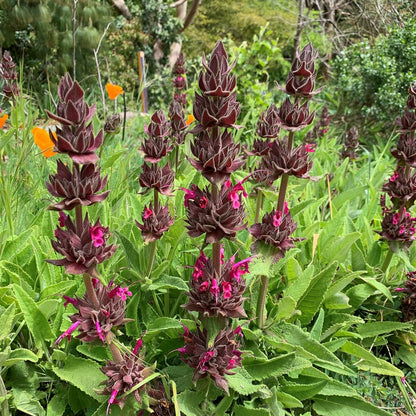 California Hummingbird Sage (Salvia spathacea) Magenta Red Flower Herb Seeds