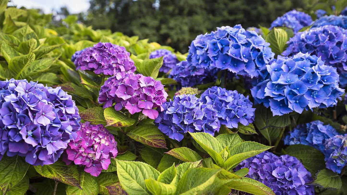 Dark Purple Hydrangea Flower Seeds