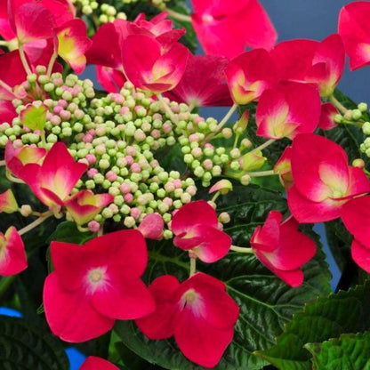 Hydrangea Deep Red Blooms in Home Garden