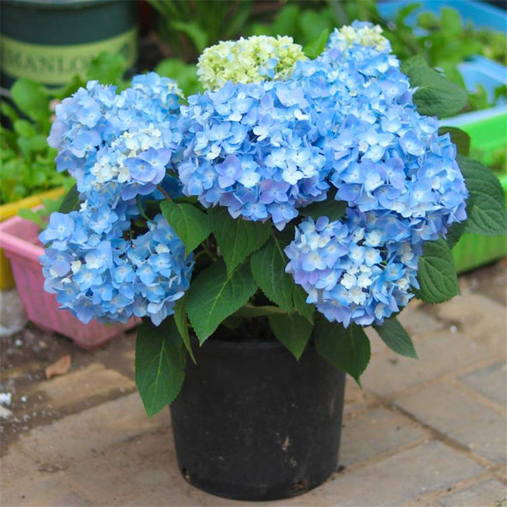 Hydrangea macrophylla blue flower clusters close-up
