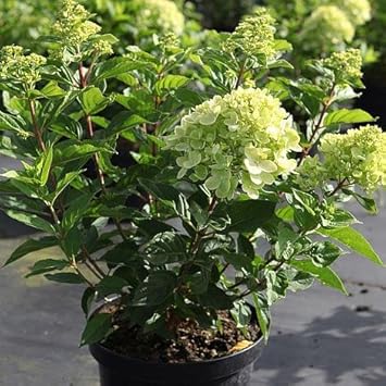 Light green Hydrangea seeds for planting Non-GMO flowering shrubs