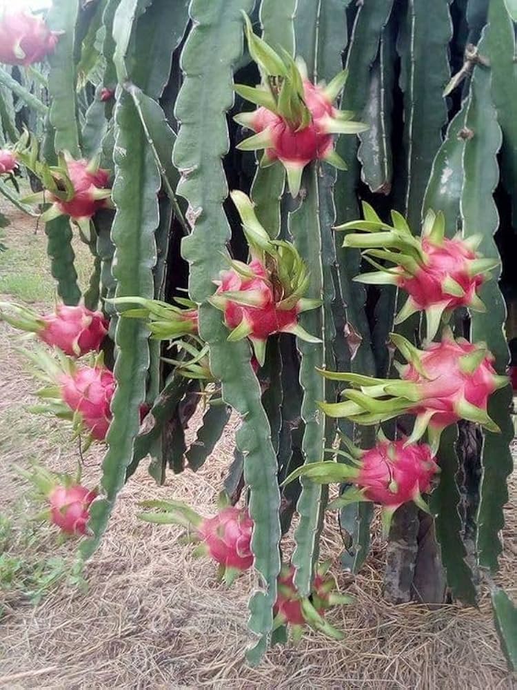 Dragon Fruit Hylocereus undatus Seeds for Planting for Tropical Garden