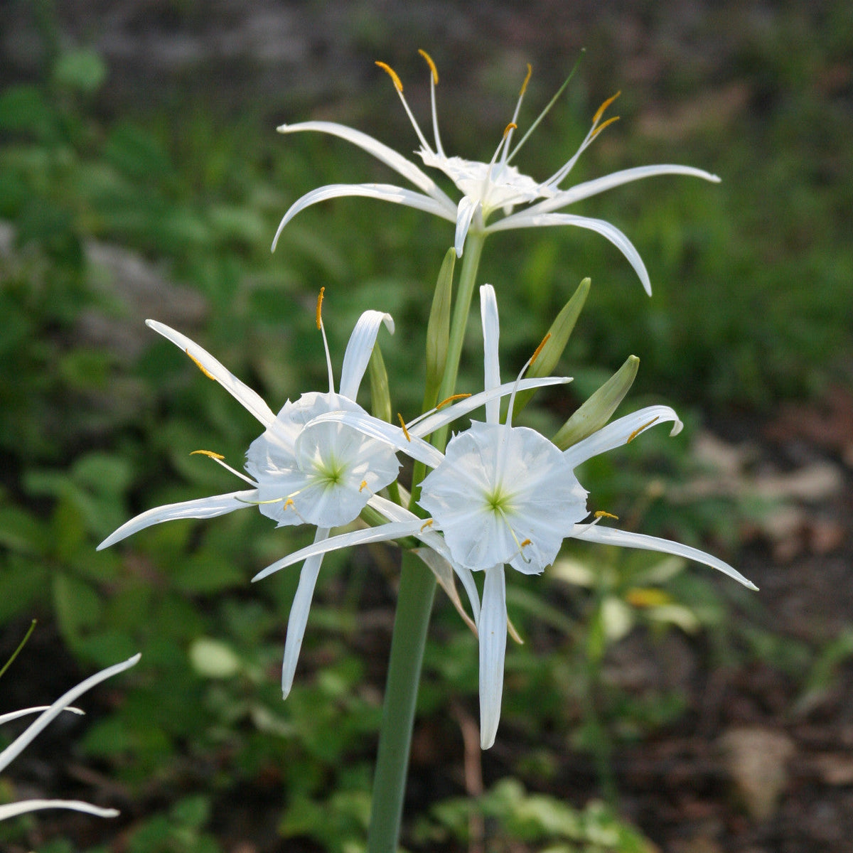 Hymenocallis Flower seeds for Planting Shade Tolerant Heirloom & GMO Free Seeds for Home Garden 
 
 Sale for planting in home garden