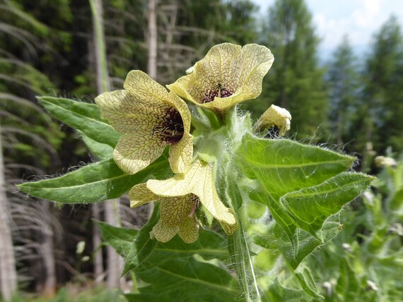 黒いヒヨス（Hyoscyamus niger）ナス科の花の種