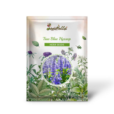 True Blue Hyssop (Hyssopus officinalis) Herb Blue Violet Flower Seeds