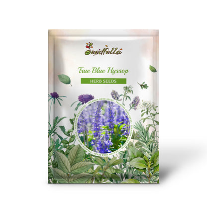 True Blue Hyssop (Hyssopus officinalis) Herb Blue Violet Flower Seeds
