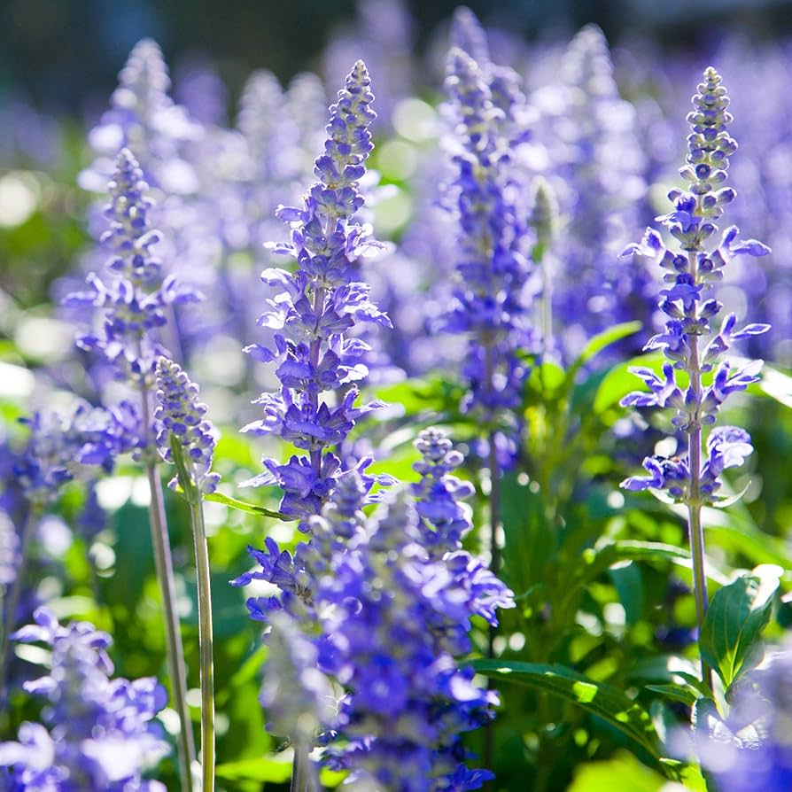 True Blue Hyssop (Hyssopus officinalis) Herb Blue Violet Flower Seeds