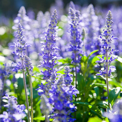 True Blue Hyssop (Hyssopus officinalis) Herb Blue Violet Flower Seeds