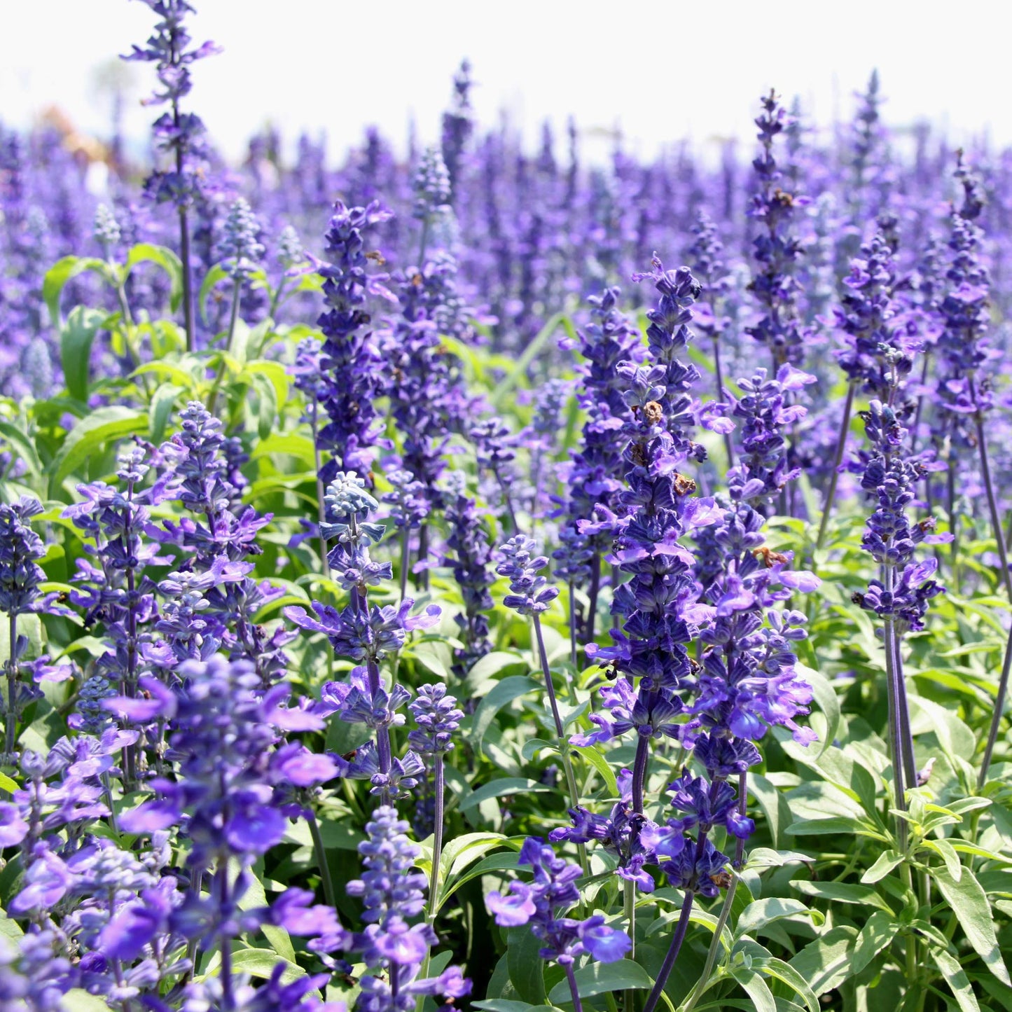True Blue Hyssop (Hyssopus officinalis) Herb Blue Violet Flower Seeds