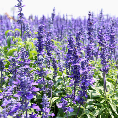True Blue Hyssop (Hyssopus officinalis) Herb Blue Violet Flower Seeds