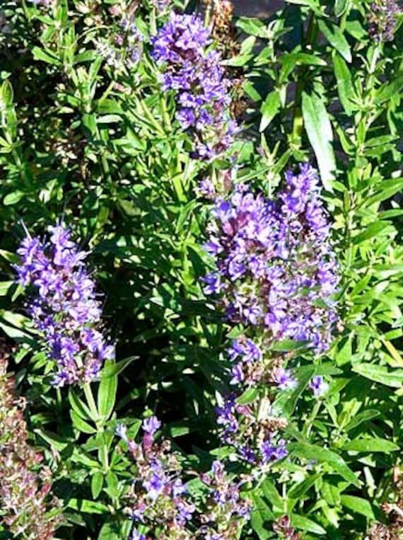 Hyssop (Hyssopus officinalis) Seeds