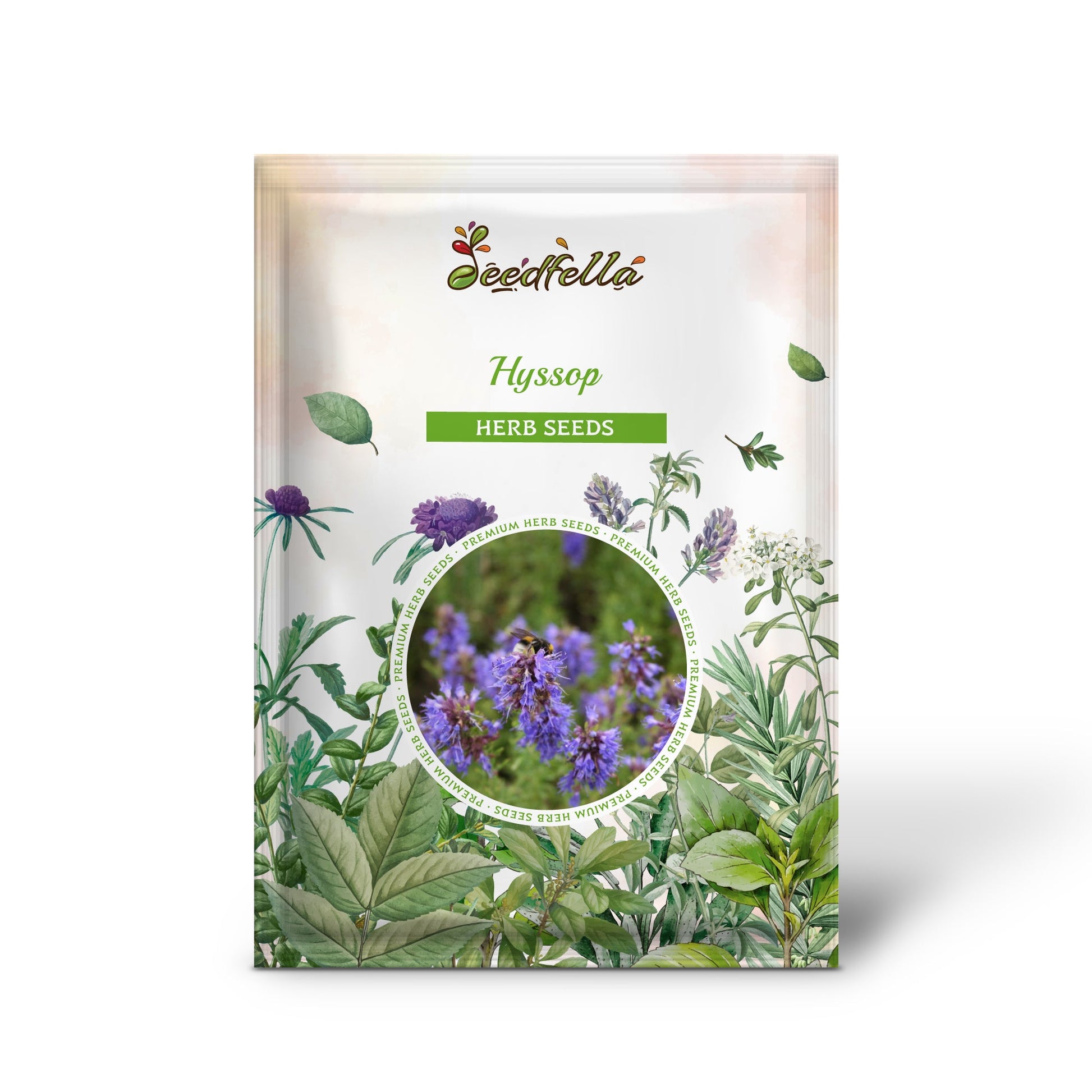 planting hyssop seeds Hyssop Hyssopus Officinalis Seeds Organic Garden Seeds – Pure Asia Seeds