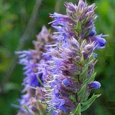 Hyssop (Hyssopus officinalis) Seeds