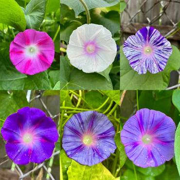 Mixed Colors Morning Glory Flower Seeds