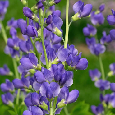 Blue Wild Indigo Flower Seeds