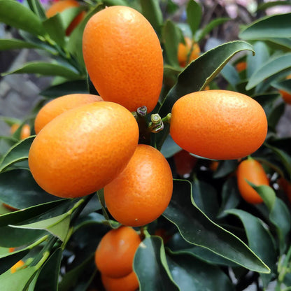 Nagami Kumquat Fruit Seeds