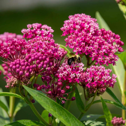Asclepias Incarnata Flower Seeds