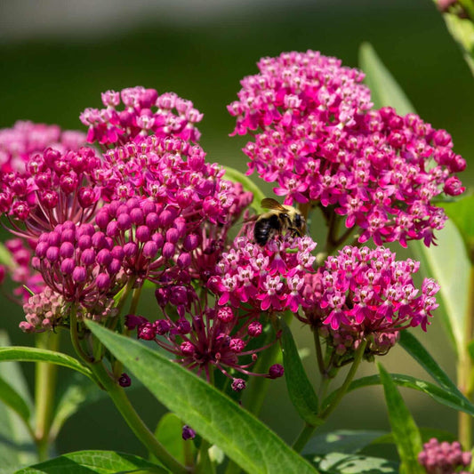 Asclepias Incarnata Flower Seeds