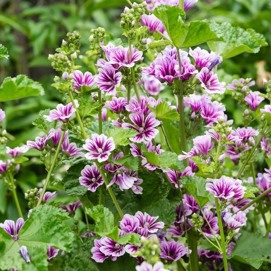Zebra Mallow Flower Seeds