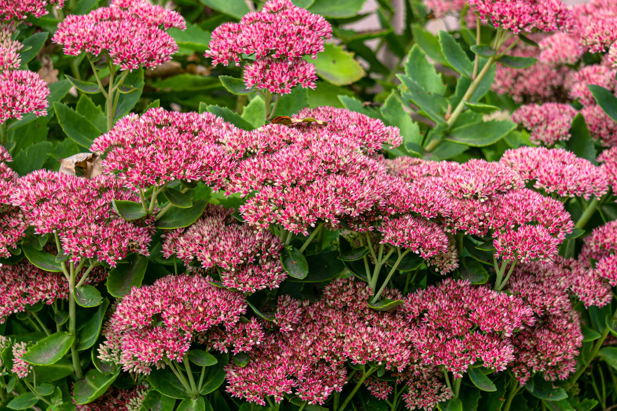 Semi di Sedum Semi di Erba di Stonecrop Spettacolari