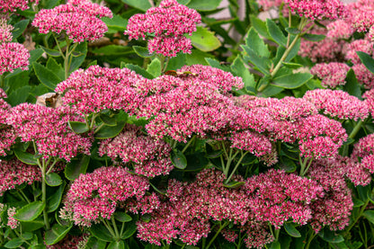 Semi di Sedum Semi di Erba di Stonecrop Spettacolari