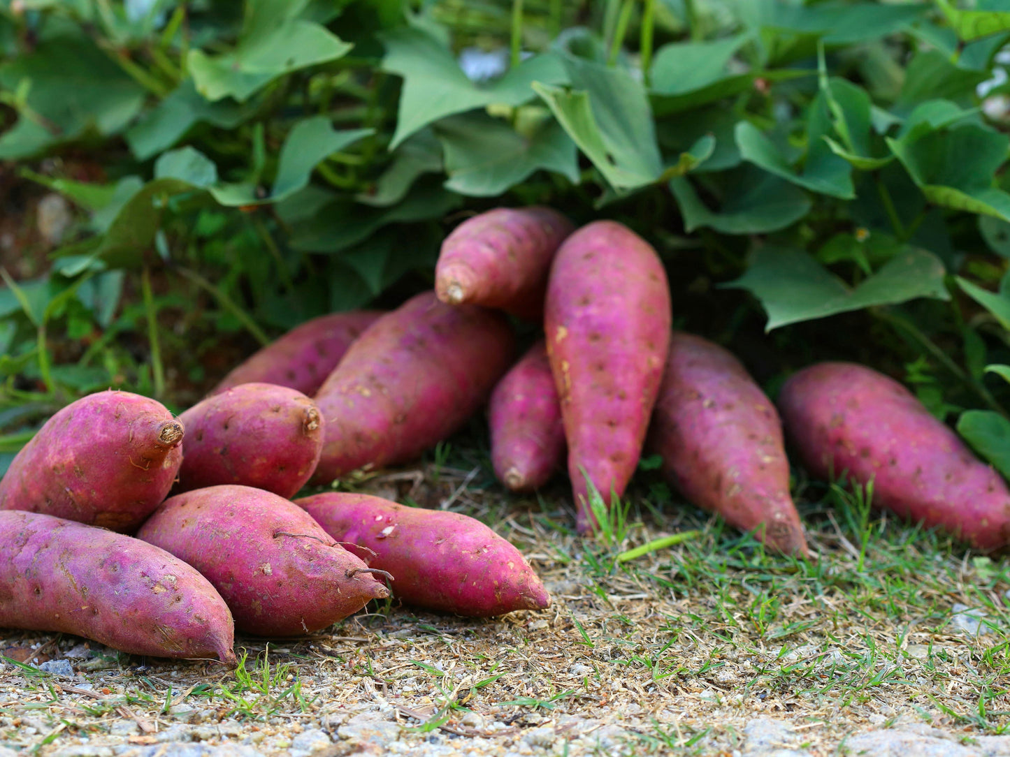 Sweet Potato Vegetable Seeds