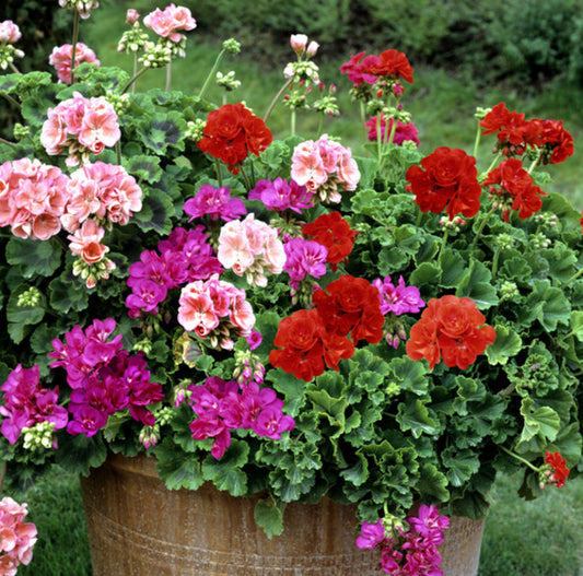 Zonal Geranium Flower Seeds