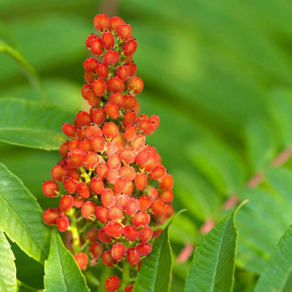 Staghorn Sumac Flower Seeds