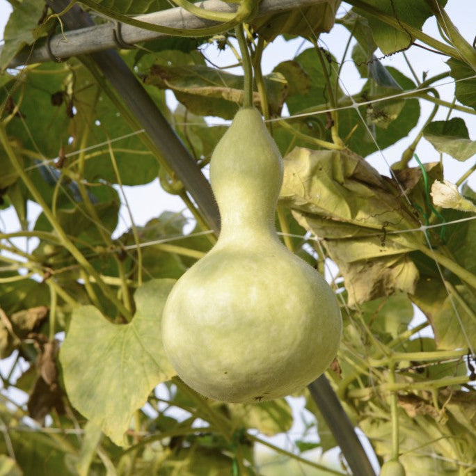 Hardshell Gourd (Lagenaria siceraria) Vegetable Seeds for Planting – Heirloom, Non-GMO, Durable Shell, Easy to Grow