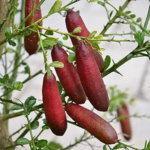 Ice Pink Finger Lime Fruit Seeds, Pomegranate For Balcony Plants heirloom non-gmo organic garden seeds