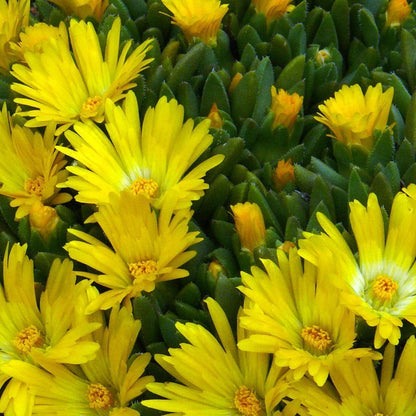 ice plant from seed Yellow Ice Plant (Delosperma nubigenum) Flower Seeds for Planting – He – Pure Asia Seeds