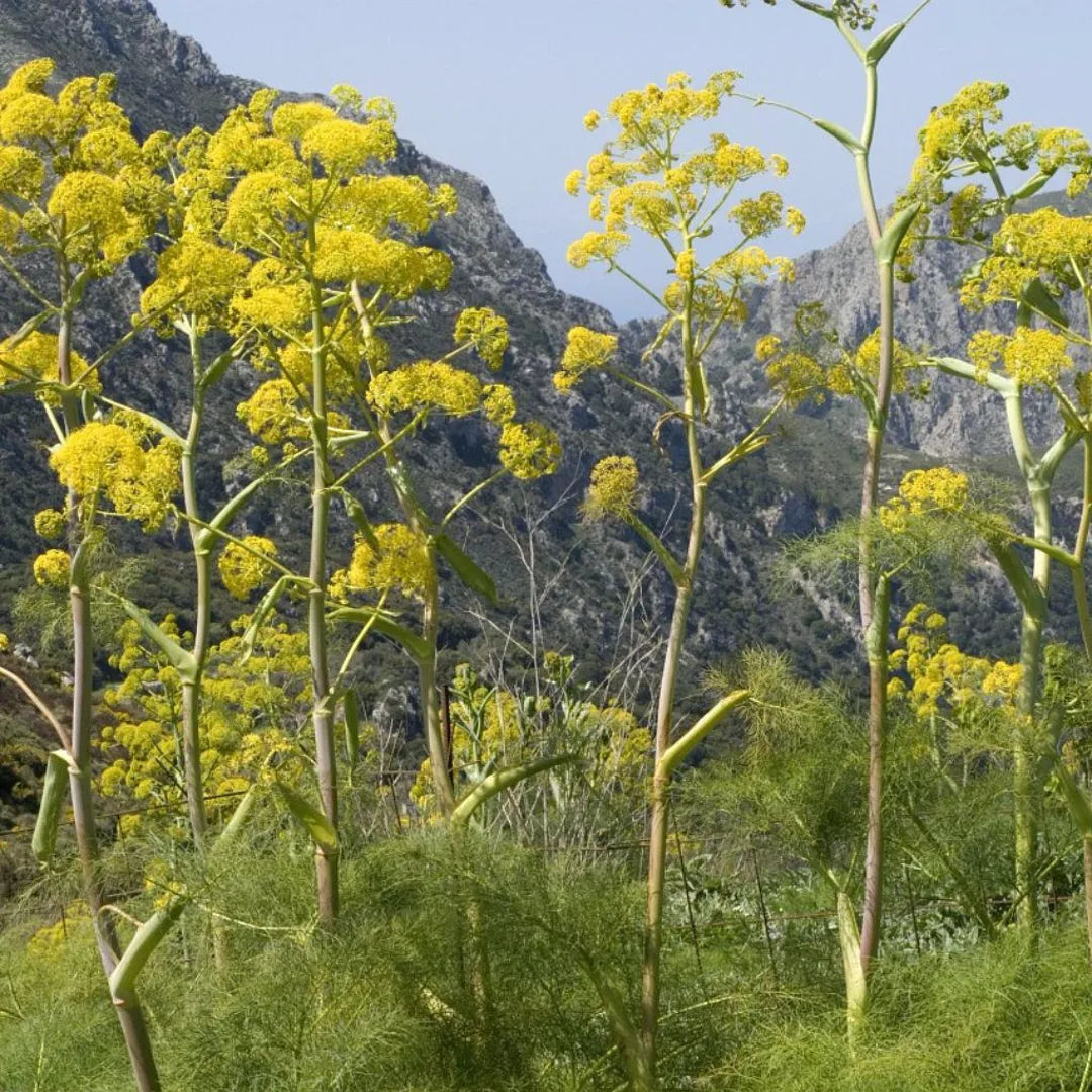 Riesen-Anis-Fenchel-Kräutersamen