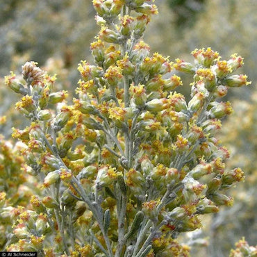 Semi di Arbusto Salvia Nera
