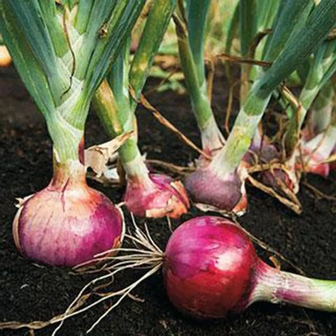 Red Burgundy Onion Vegetable Seeds