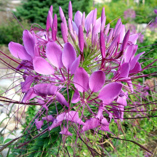 Pink Hatiora Rosea Flower seeds for Planting - Pollinator Friendly, Heirloom & GMO Free Seeds for Home Garden
 
 Sale for planting in home garden.