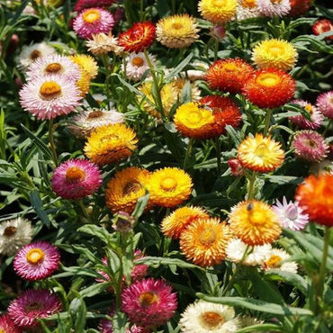 Mixed Helichrysum Flower seeds for Planting - Long Bloom Season, Heirloom & GMO Free Seeds for Home Garden
